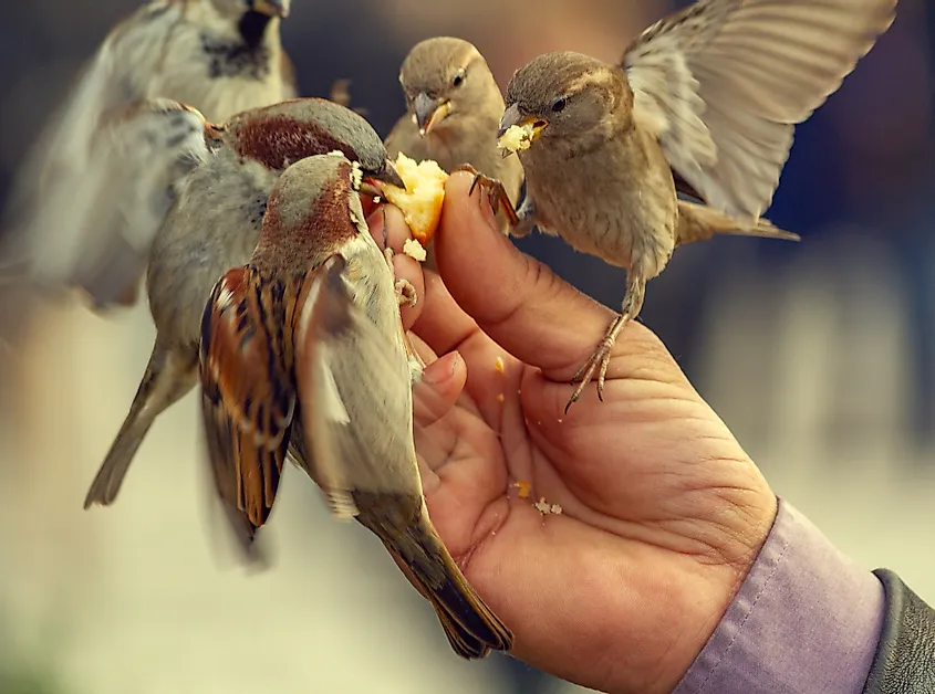 Feed Birds